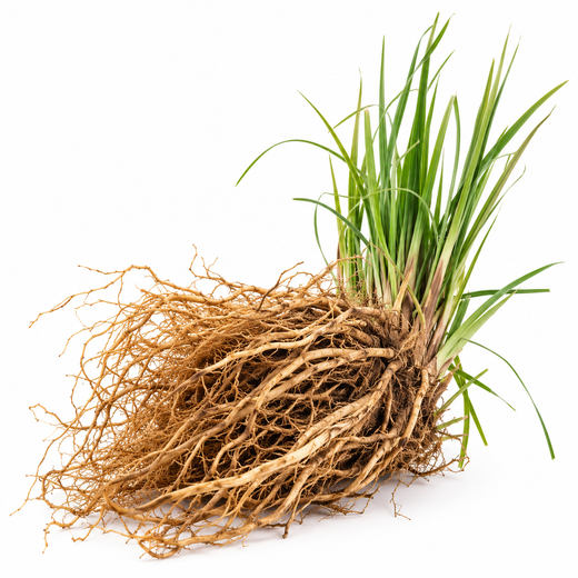 Haïtiaanse Vetiver