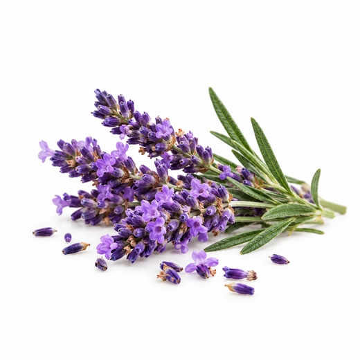 Lavendel
